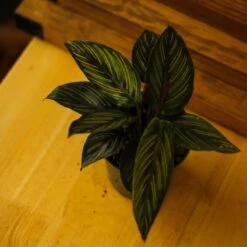 Calathea Ornata 'Beauty Star' -Eds Plant Shop calathea ornata beauty star 4 inch 151629