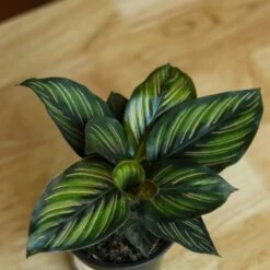 Calathea Ornata 'Beauty Star' -Eds Plant Shop calathea ornata beauty star 4 inch 439385