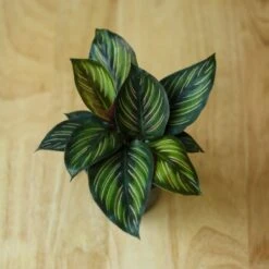Calathea Ornata 'Beauty Star' -Eds Plant Shop calathea ornata beauty star 4 inch 458501