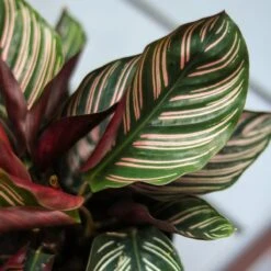 Calathea Ornata 'Pinstripe' Prayer Plant -Eds Plant Shop calathea ornata pinstripe prayer plant various sizes 992397