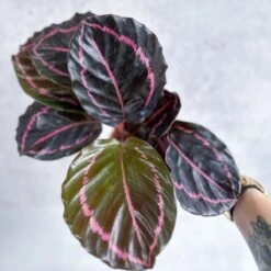 Calathea Roseopicta 'Dottie' - Drama Queen