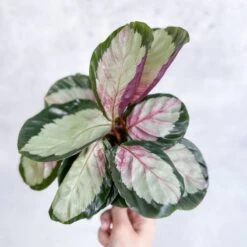 Calathea 'Rosy' - Rosy Calathea