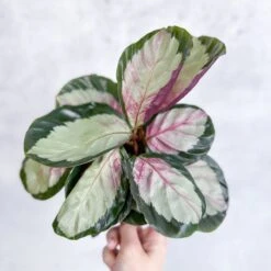 Calathea 'Rosy' - Rosy Calathea -Eds Plant Shop calathea rosy rosy calathea various sizes 514520