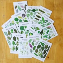 Calathea Species ID Chart - Botanical Houseplant Art Print -Eds Plant Shop calathea species id chart botanical houseplant art print 361143