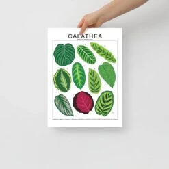 Calathea Species ID Chart - Botanical Houseplant Art Print