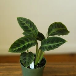 Calathea Warscewiczii Tigrina 'Jungle Velvet'