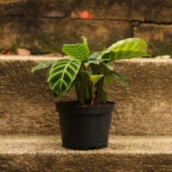 Calathea Zebrina 'Zebra Plant' 9 Calathea Zebrina 'Zebra Plant' -Eds Plant Shop calathea zebrina zebra plant 420456