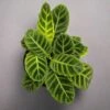 Calathea Zebrina 'Zebra Plant' 2 Calathea Zebrina 'Zebra Plant' -Eds Plant Shop calathea zebrina zebra plant 901549