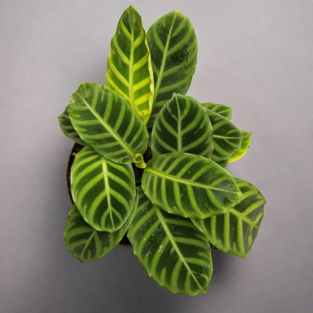 Calathea Zebrina 'Zebra Plant' 3 Calathea Zebrina 'Zebra Plant'