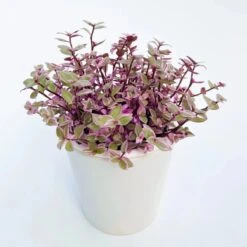 Callisia Repens ‘Pink Passion’ – Pink Passion Turtle Vine