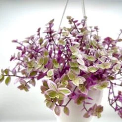 Callisia Repens Pink Passion - Turtle Vine Hanging Basket -Eds Plant Shop callisia repens pink passion turtle vine hanging basket 371880