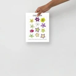 Capsicum (Pepper) Species ID Chart - Botanical Art Print 8x10 -Eds Plant Shop capsicum pepper species id chart botanical art print 8x10 273939