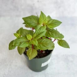 Celosia Argenta - New Look Celosia -Eds Plant Shop celosia argenta new look celosia 158248