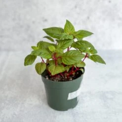 Celosia Argenta - New Look Celosia -Eds Plant Shop celosia argenta new look celosia 367969