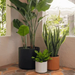 Ceramic Cylinder Planter By Solid Goods With Optional Mahogany Stand -Eds Plant Shop ceramic cylinder planter by solid goods with optional mahogany stand 1756261