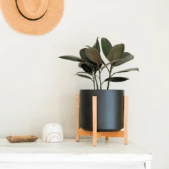 Ceramic Cylinder Planter By Solid Goods With Optional Mahogany Stand -Eds Plant Shop ceramic cylinder planter by solid goods with optional mahogany stand 1872922