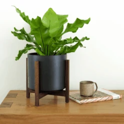 Ceramic Cylinder Planter By Solid Goods With Optional Mahogany Stand -Eds Plant Shop ceramic cylinder planter by solid goods with optional mahogany stand 3361831