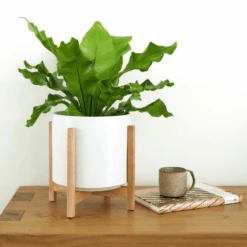 Ceramic Cylinder Planter By Solid Goods With Optional Mahogany Stand -Eds Plant Shop ceramic cylinder planter by solid goods with optional mahogany stand 3652419