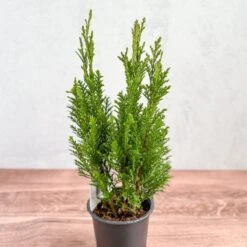 False Cypress ‘Ellwoodii’ – Compact Lawson Cypress, Mini Christmas Tree Plant -Eds Plant Shop chamaecyparis lawsoniana ellwoodii false cypress various sizes 122908