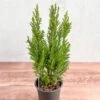 False Cypress ‘Ellwoodii’ – Compact Lawson Cypress, Mini Christmas Tree Plant -Eds Plant Shop chamaecyparis lawsoniana ellwoodii false cypress various sizes 200832