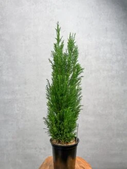 False Cypress ‘Ellwoodii’ – Compact Lawson Cypress, Mini Christmas Tree Plant -Eds Plant Shop chamaecyparis lawsoniana ellwoodii false cypress various sizes 475297