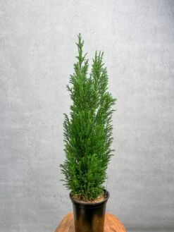 False Cypress ‘Ellwoodii’ – Compact Lawson Cypress, Mini Christmas Tree Plant -Eds Plant Shop chamaecyparis lawsoniana ellwoodii false cypress various sizes 773442