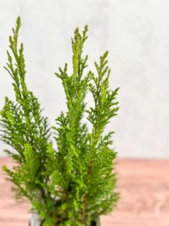 False Cypress ‘Ellwoodii’ – Compact Lawson Cypress, Mini Christmas Tree Plant -Eds Plant Shop chamaecyparis lawsoniana ellwoodii false cypress various sizes 971182