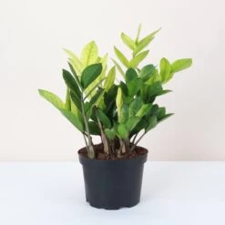 Chameleon ZZ Plant – Variegated Zamioculcas -Eds Plant Shop chameleon zz plant variegated zamioculcas 133281