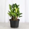 Chameleon ZZ Plant – Variegated Zamioculcas -Eds Plant Shop chameleon zz plant variegated zamioculcas 508369