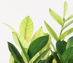 Chameleon ZZ Plant – Variegated Zamioculcas -Eds Plant Shop chameleon zz plant variegated zamioculcas 740295