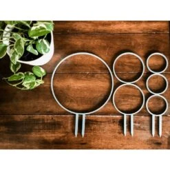 Circle Houseplant Trellis -Eds Plant Shop circle houseplant trellis 824814