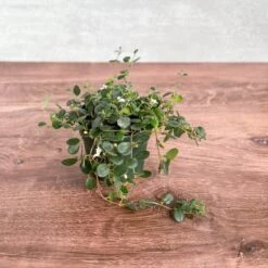 Codonanthe Devosiana 'Paula' - Codonanthe -Eds Plant Shop codonanthe devosiana paula codonanthe 395242