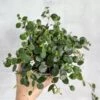 Codonanthe Devosiana 'Paula' - Codonanthe -Eds Plant Shop codonanthe devosiana paula codonanthe 985449