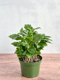 Coffea Arabica - ‘Coffee Plant’ -Eds Plant Shop coffea arabica coffee plant various sizes 245529