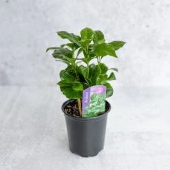 Coffea Arabica - ‘Coffee Plant’ -Eds Plant Shop coffea arabica coffee plant various sizes 532553