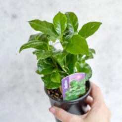 Coffea Arabica - ‘Coffee Plant’ -Eds Plant Shop coffea arabica coffee plant various sizes 787433