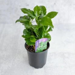 Front Page -Eds Plant Shop coffea arabica coffee plant various sizes 884242