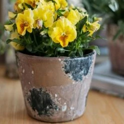 Colorful Terracotta Pot - Various Colors -Eds Plant Shop colorful terracotta pot various colors 365386