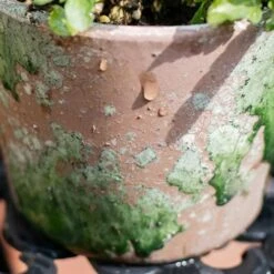 Colorful Terracotta Pot - Various Colors -Eds Plant Shop colorful terracotta pot various colors 436520