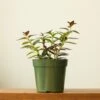 Columnea Gloriosa 'Goldfish Plant' - 4 Inch