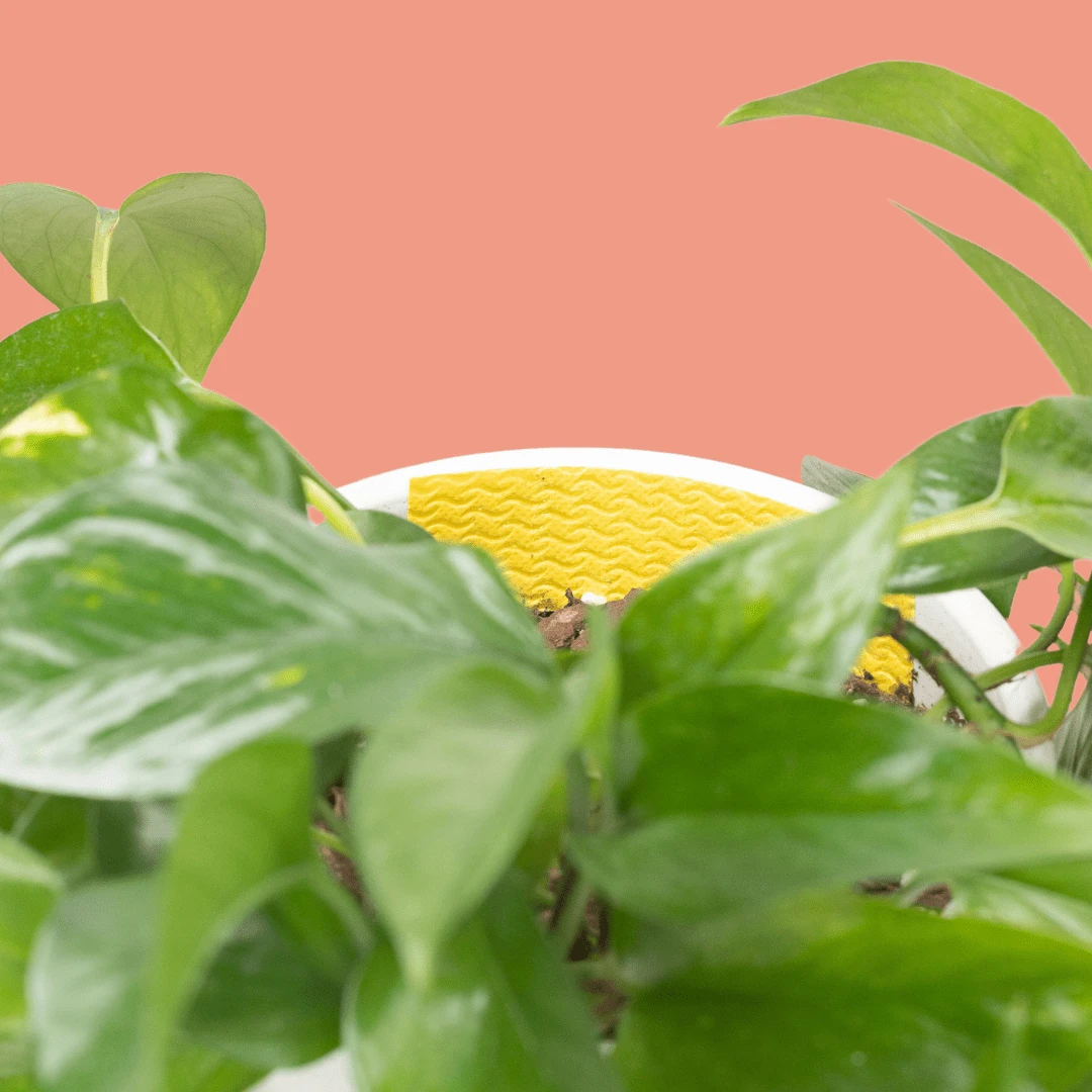 Compostable Gnat Traps – Non-Toxic, Plant-Safe Pest Control 6 Compostable Gnat Traps – Non-Toxic, Plant-Safe Pest Control - Image 4