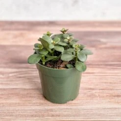 Jade Plant (Crassula Ovata) – Easy-Care Money Succulent -Eds Plant Shop crassula argentina jade plant 4 inch 281444