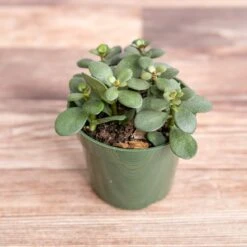 Jade Plant (Crassula Ovata) – Easy-Care Money Succulent -Eds Plant Shop crassula argentina jade plant 4 inch 392759