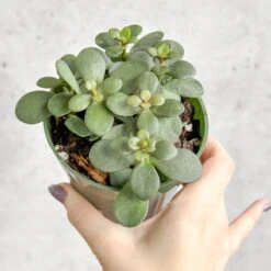 Jade Plant (Crassula Ovata) – Easy-Care Money Succulent -Eds Plant Shop crassula argentina jade plant 4 inch 423417
