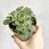 Jade Plant (Crassula Ovata) – Easy-Care Money Succulent -Eds Plant Shop crassula argentina jade plant 4 inch 471850