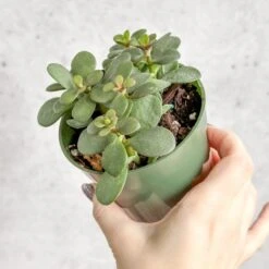 Jade Plant (Crassula Ovata) – Easy-Care Money Succulent -Eds Plant Shop crassula argentina jade plant 4 inch 589150