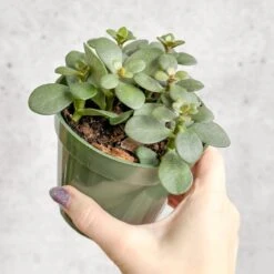 Jade Plant (Crassula Ovata) – Easy-Care Money Succulent -Eds Plant Shop crassula argentina jade plant 4 inch 674644
