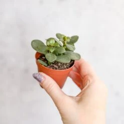 Jade Plant (Crassula Ovata) – Easy-Care Money Succulent -Eds Plant Shop crassula argentina jade plant 4 inch 869161