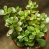 Crassula Ovata Obliqua 'California Red Tip' Jade Plant 1 Crassula Ovata Obliqua 'California Red Tip' Jade Plant -Eds Plant Shop crassula ovata obliqua california red tip jade plant 4 inch 374374