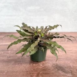 Cryptanthus Bivittatus 'Mochachino' - Mochachino Earth Star